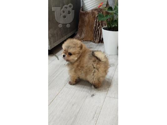 Όμορφα κουτάβια Pomeranian Spitz